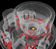 X-Ray X-Ray